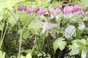 Belknap Hot Springs Lodge and Gardens