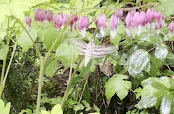 Belknap Hot Springs, Lodge and Gardens.