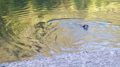 Hot Springs Fork