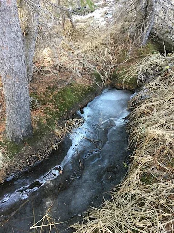 Jack Pine Spring